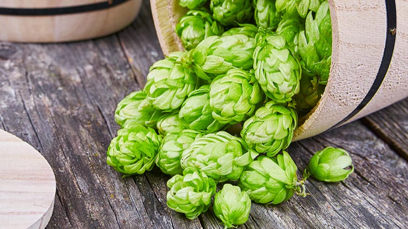 رازک آرام‌بخش و تسکین‌دهنده خوبی برای ماهیچه‌ها و عضلات است